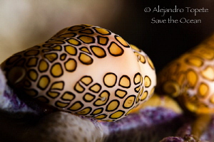 flamingo tongues by Alejandro Topete 